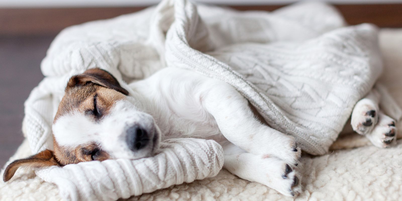 a dog lying on a blanket