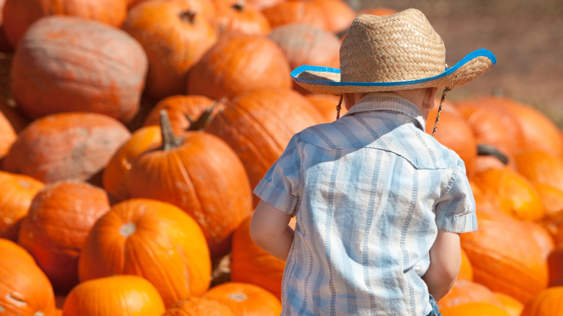 pumpkins and the back view of a boy in a cowboy hat